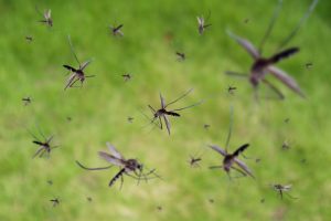 Affordable Pest Control in Claremont, CA Pest Control in Claremont, CA